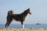 AKITA INU 208
